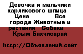 Девочки и мальчики карликового шпица  › Цена ­ 20 000 - Все города Животные и растения » Собаки   . Крым,Бахчисарай